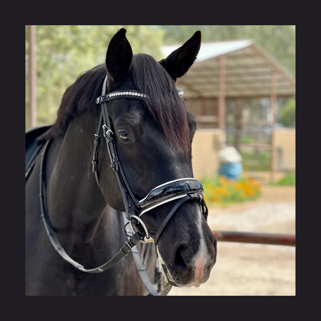 The Platinum - Rolled Black Patent &amp; White Padding Snaffle Bridle
