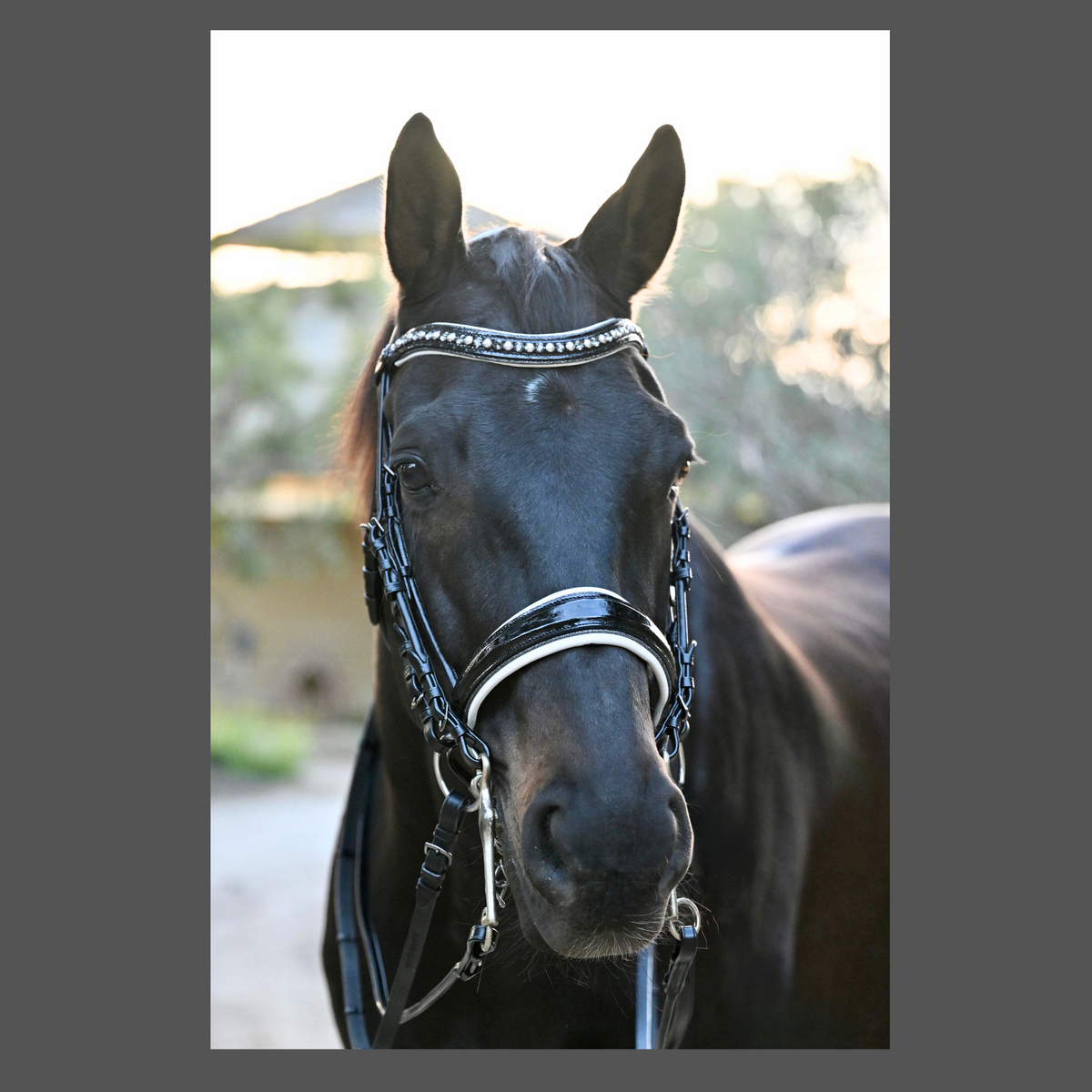 The Harlow Black Rolled Leather Double Bridle