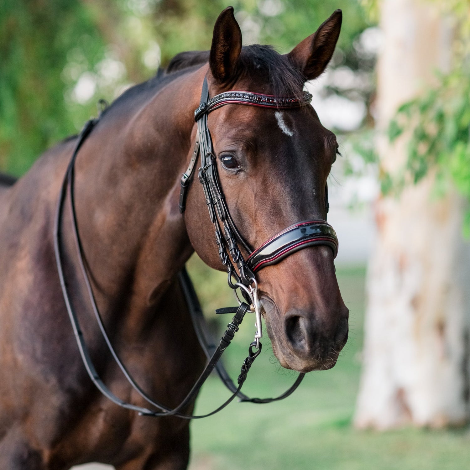 The Hayworth Double - Black Patent Double Bridle