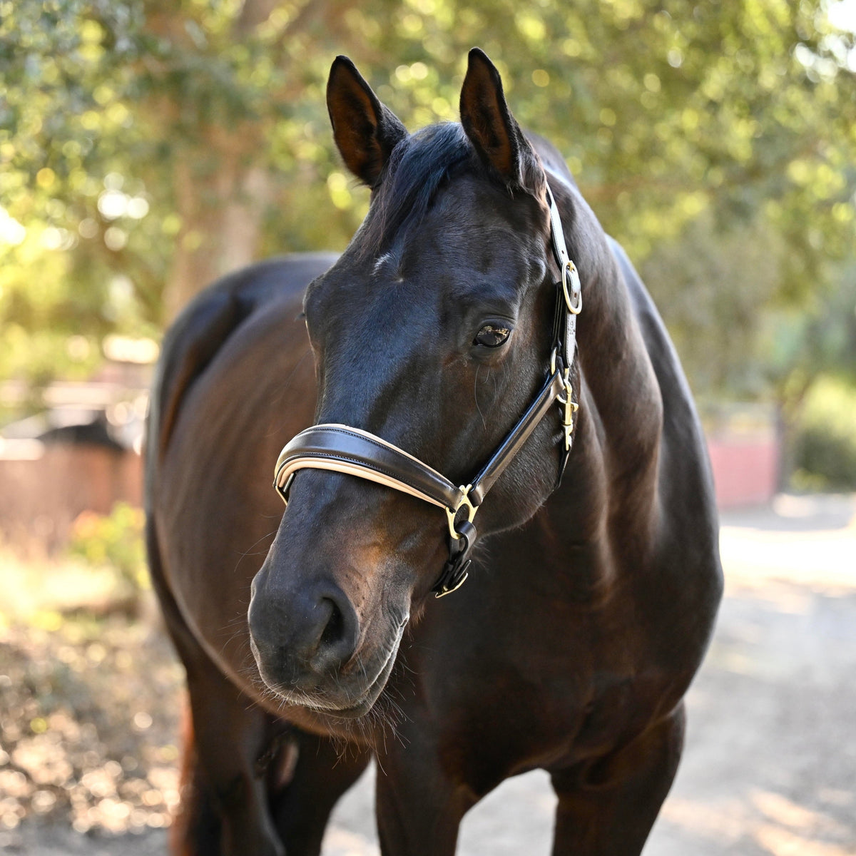 Sierra Brown Leather Halter