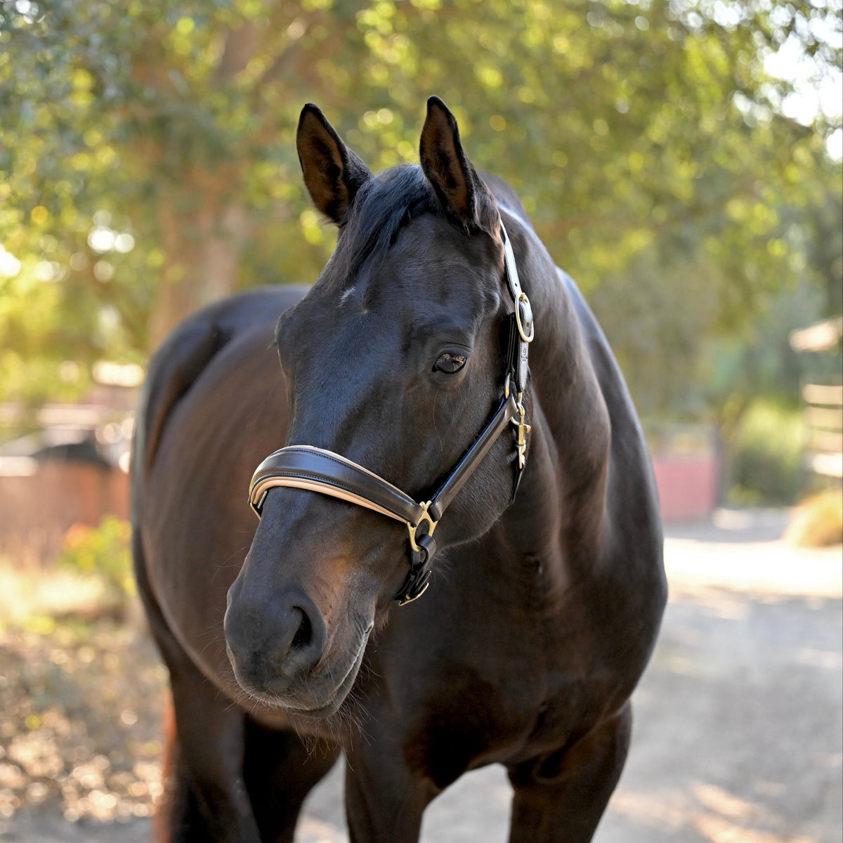 Sierra Brown Leather Halter