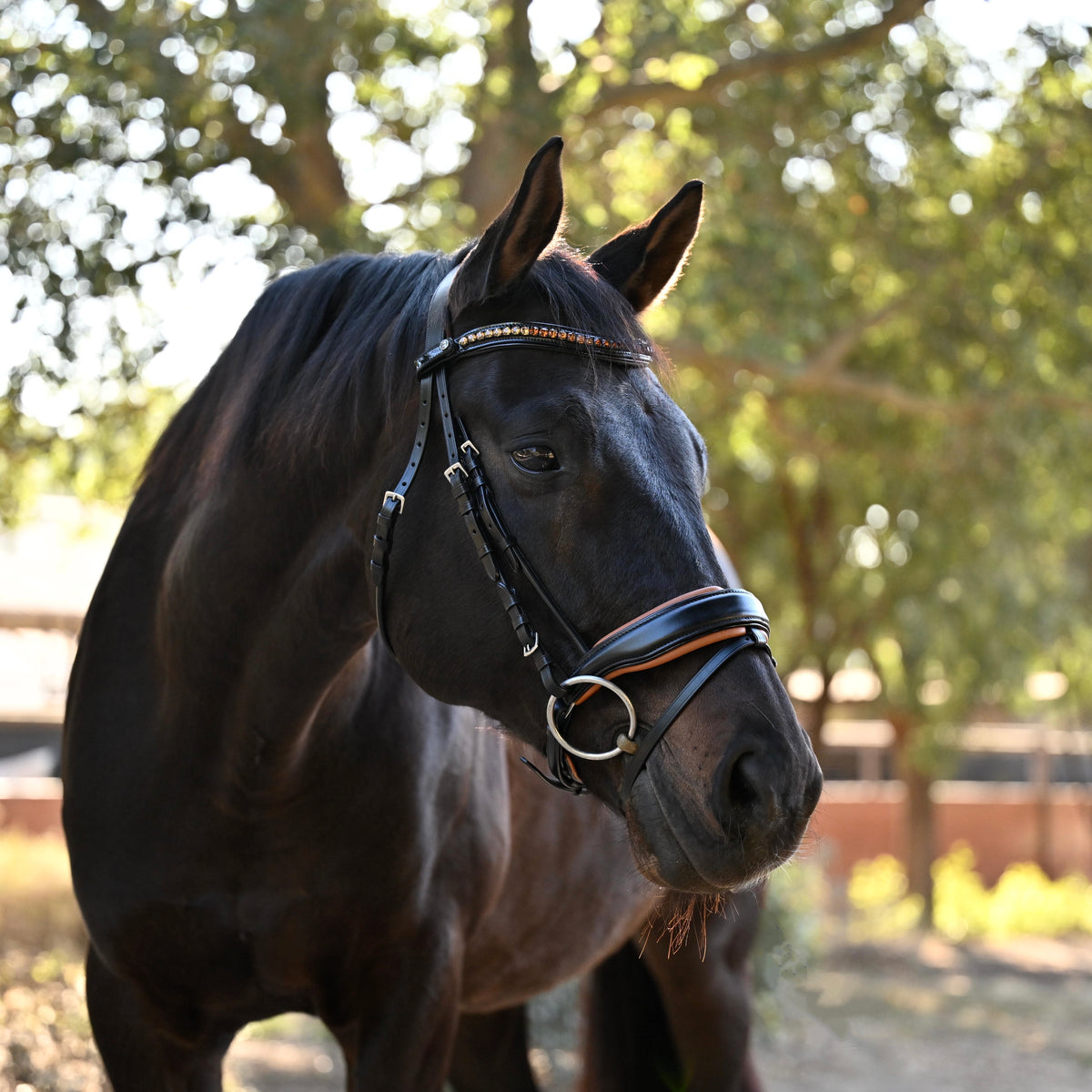 The Tuscany Black Leather Rolled Leather Snaffle Bridle with Removable Flash