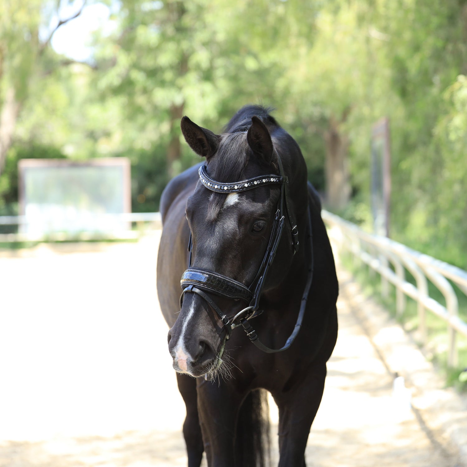 The Argentia Snaffle Bridle
