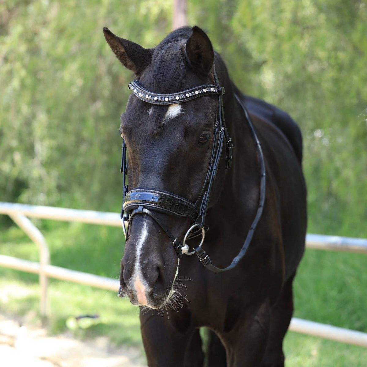 The Argentia Snaffle Bridle