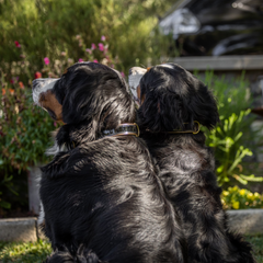 Halter Ego® Black Leather Safari Dog Collar