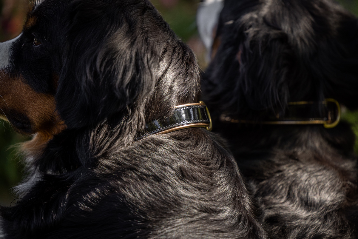 Halter Ego® Black Patent Thea Dog Collar