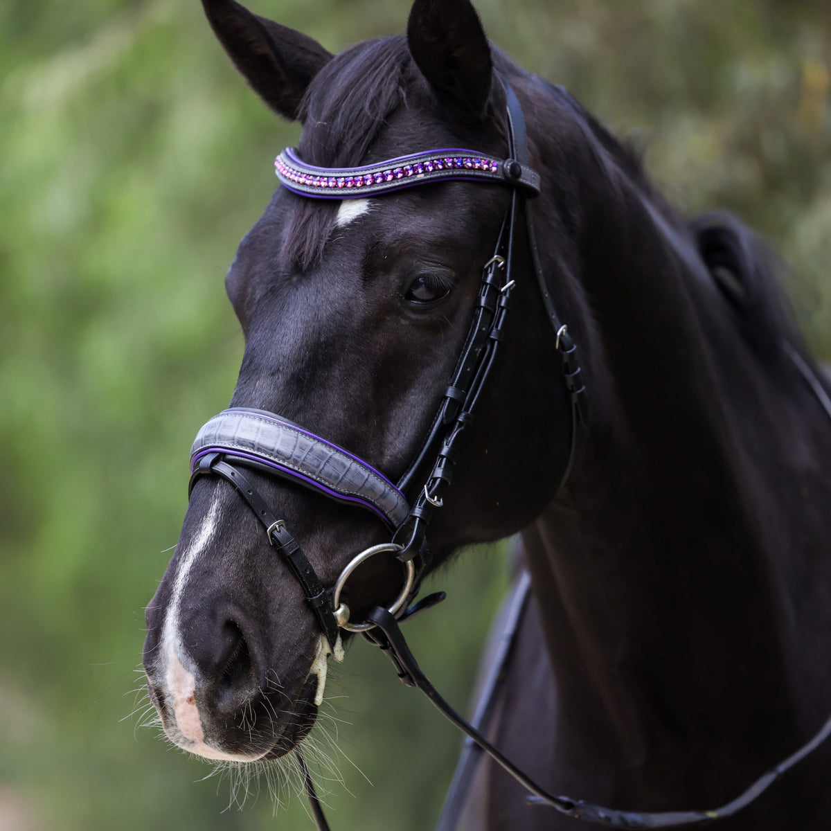 Cersi Grey Croc Leather Snaffle Bridle with Purple Piping