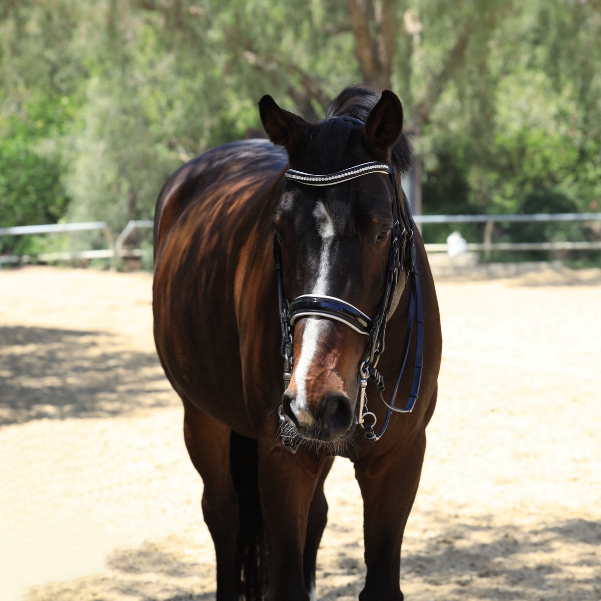 Betty - Black Patent Rolled Leather Double Bridle