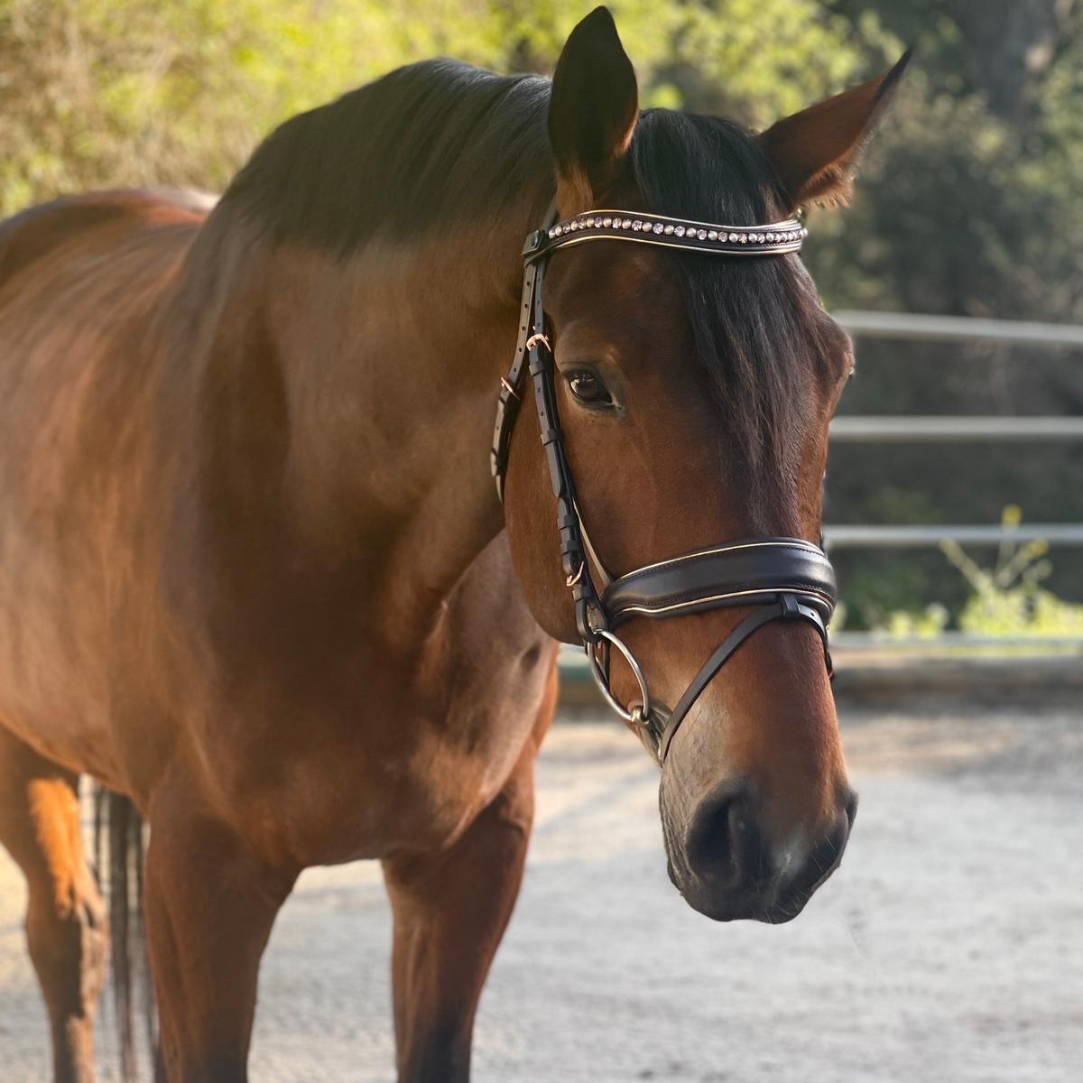 The &quot;Carmel&quot; Brown Leather Anatomical Snaffle Bridle