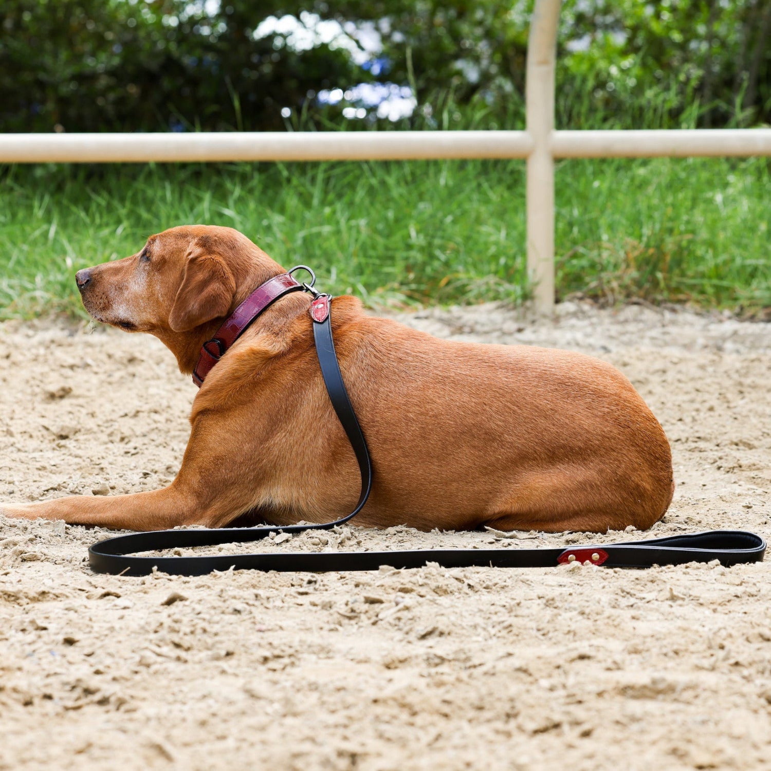 Rec Croc Dog Leash