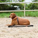 Red Croc Leather Dog Collar