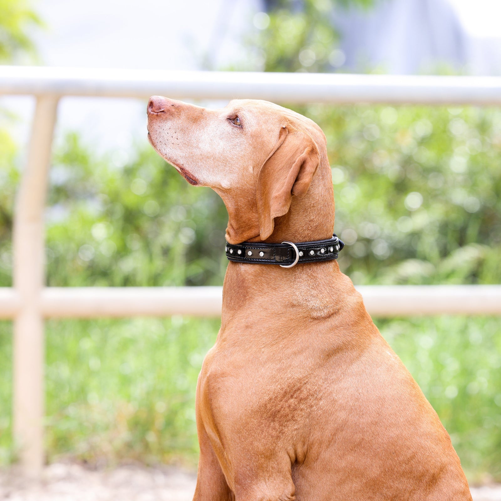 Off top leash collars