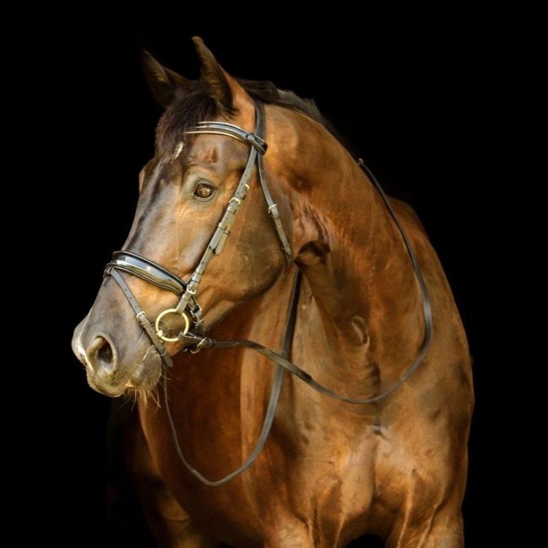 Halter Ego Copenhagen Snaffle – The Horse of Course