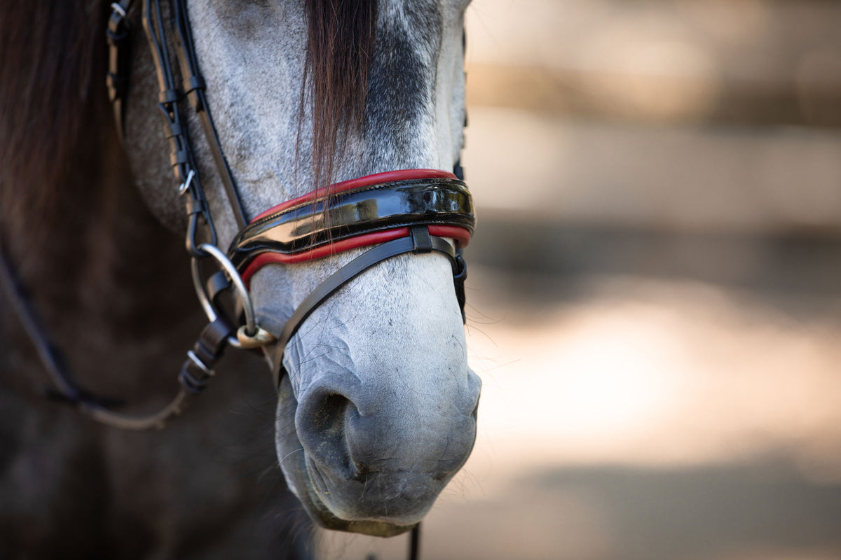 The Luci - Black Patent Snaffle Bridle with Red Padding