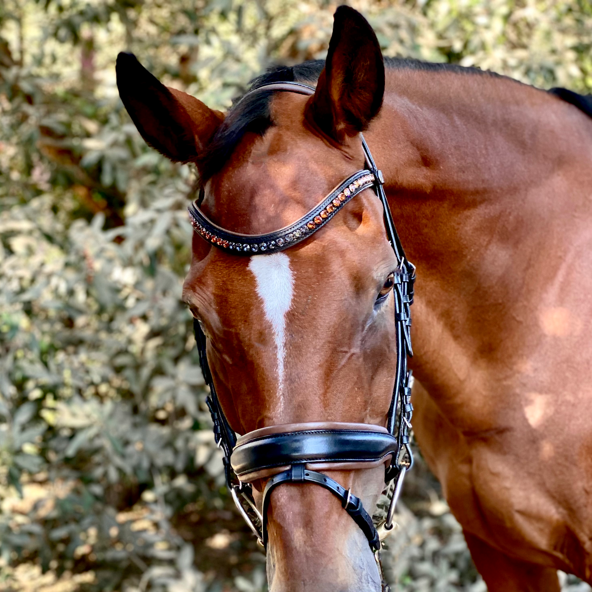 Macho with Flash - Black Leather Anatomical Snaffle Bridle