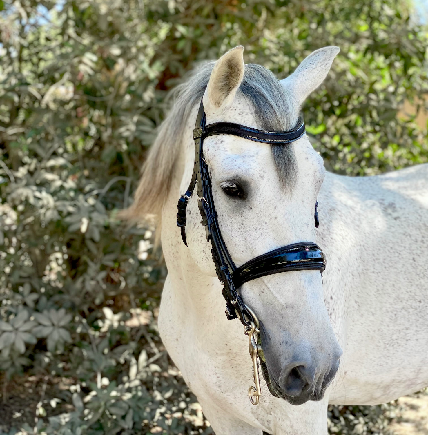 Natalia Black Patent Sparkle Double Bridle