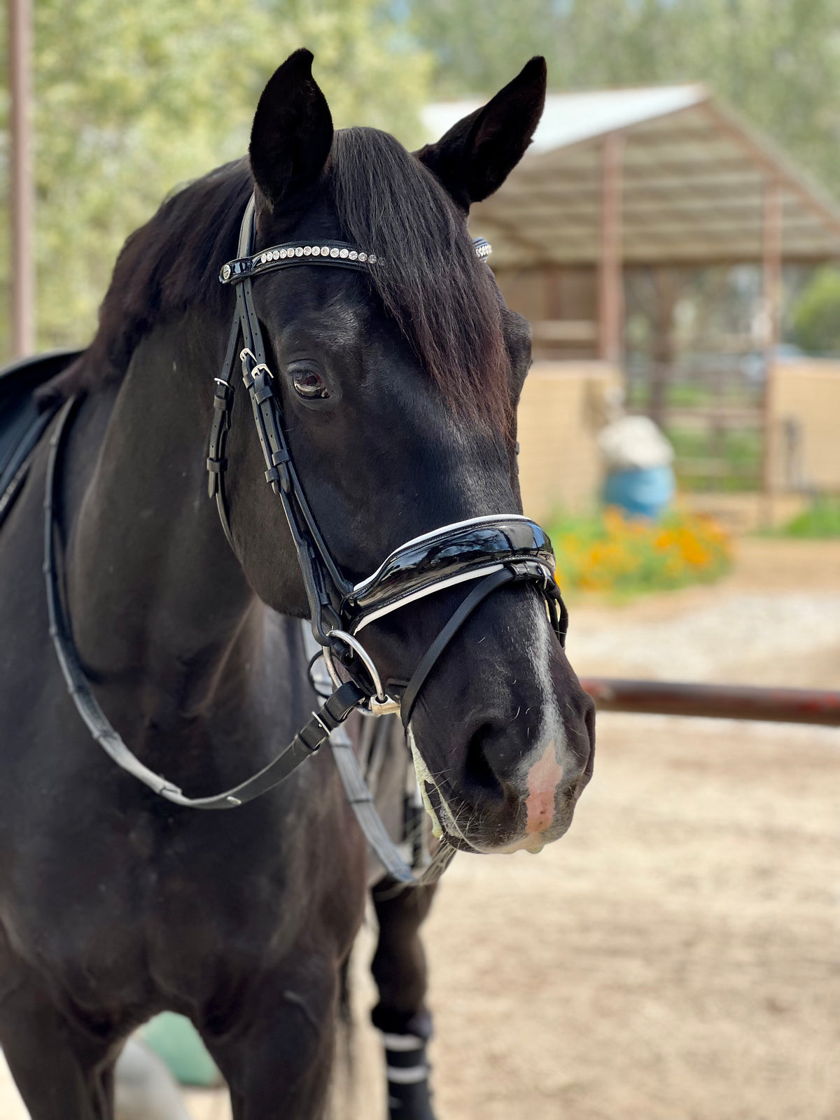 The Platinum - Rolled Black Patent &amp; White Padding Snaffle Bridle