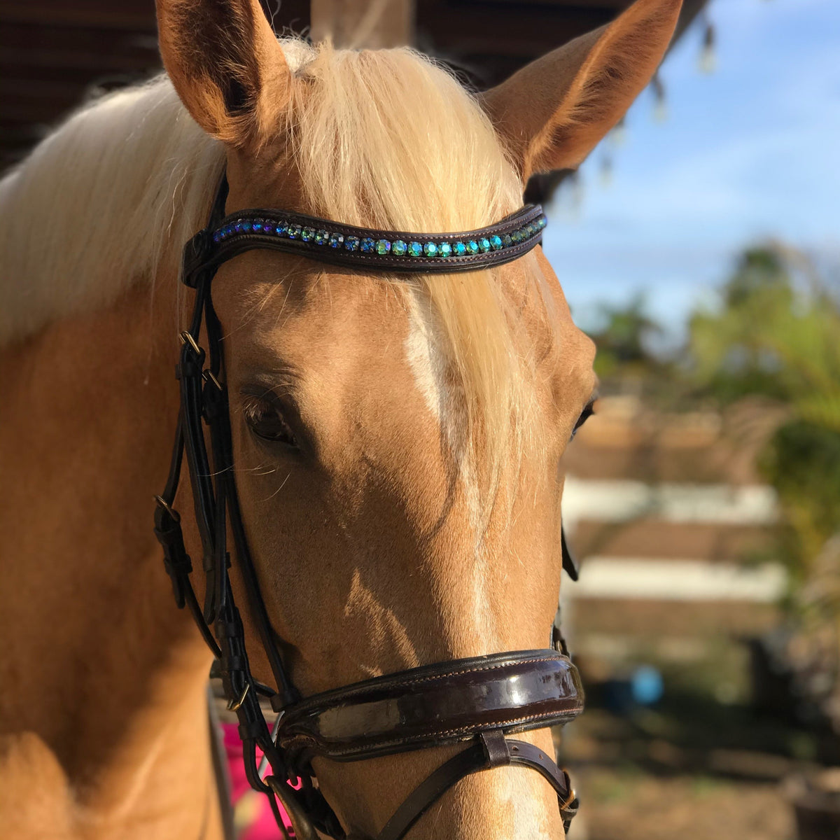 Halter Ego®  Crystal Patent Browband - Limited Edition - Peacock