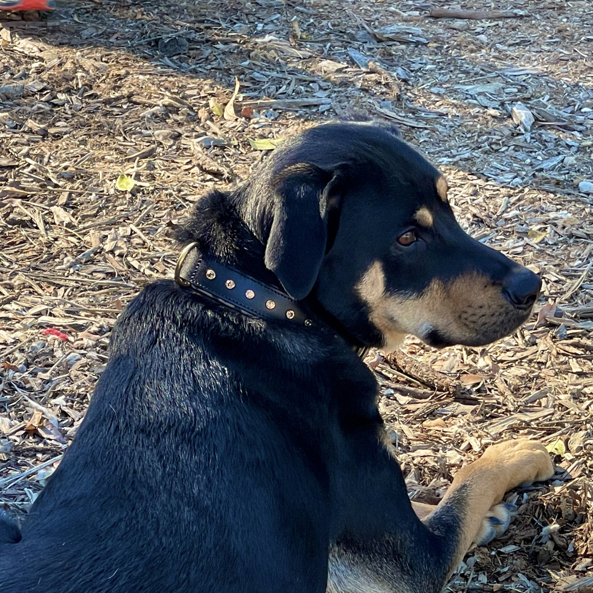 Safari Dog Collar