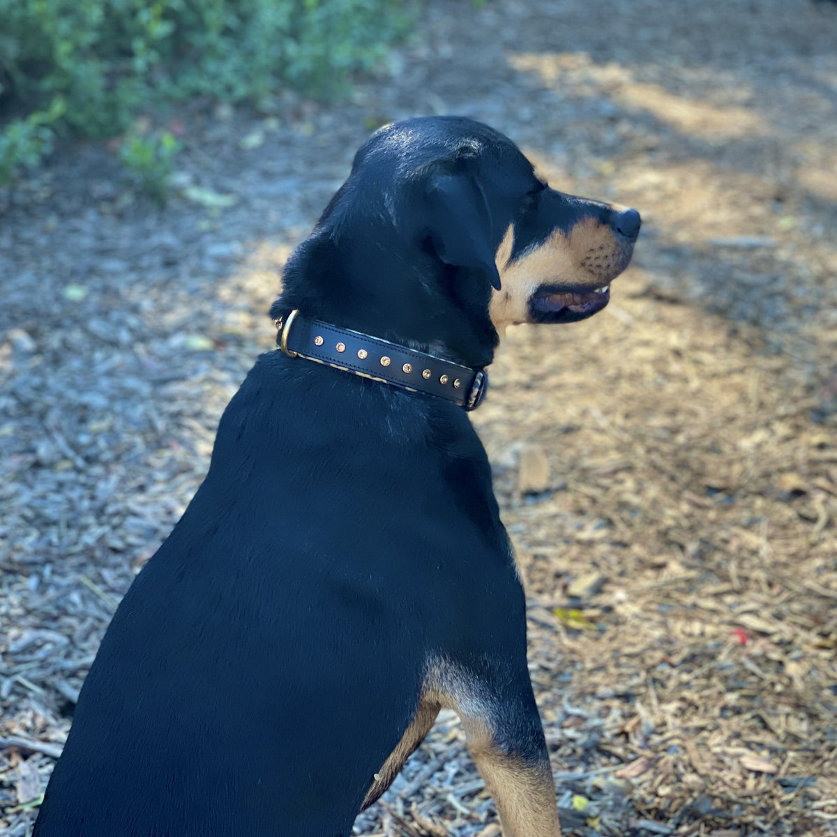 Halter Ego® Black Leather Safari Dog Collar