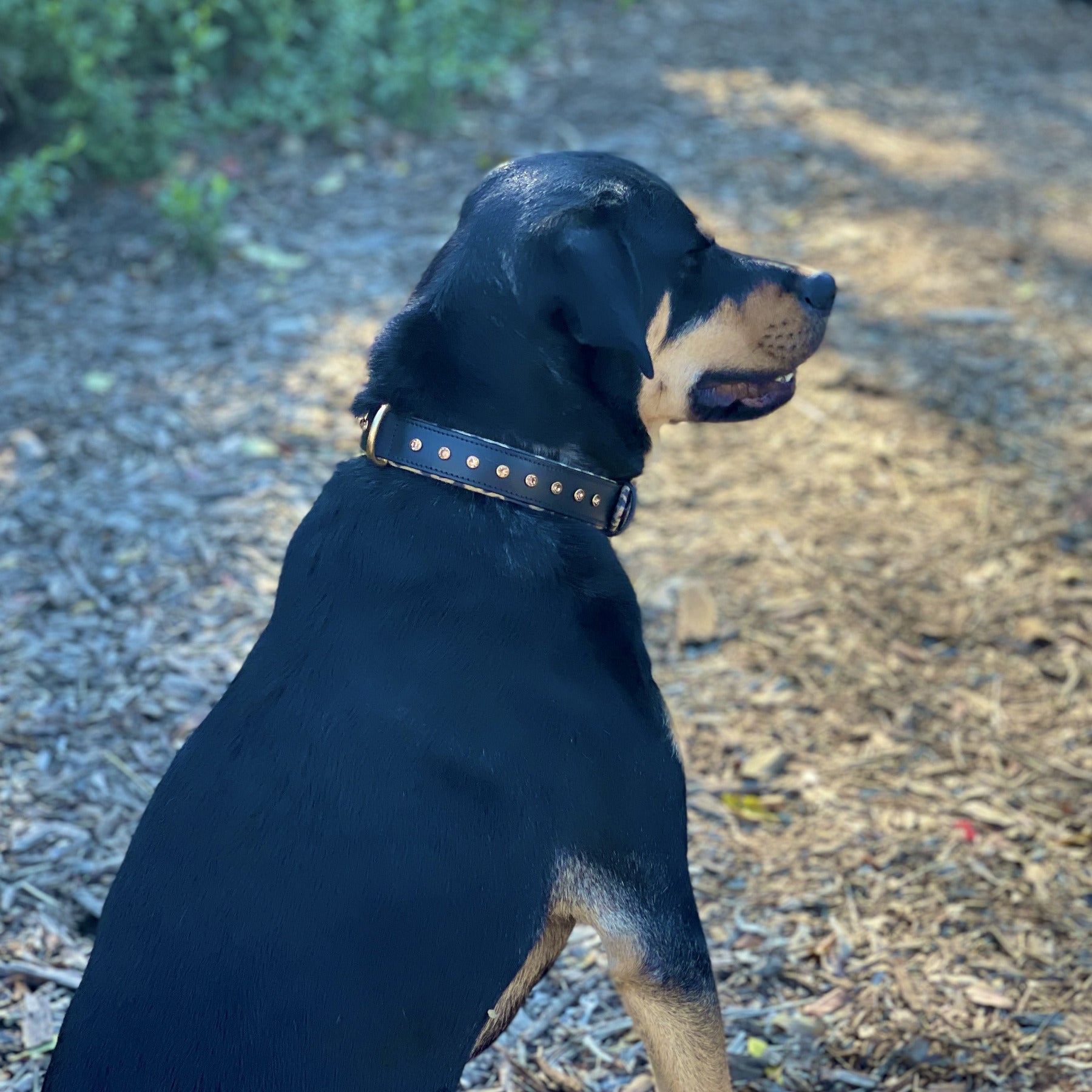 Round Leather Rottweiler Dog Leash