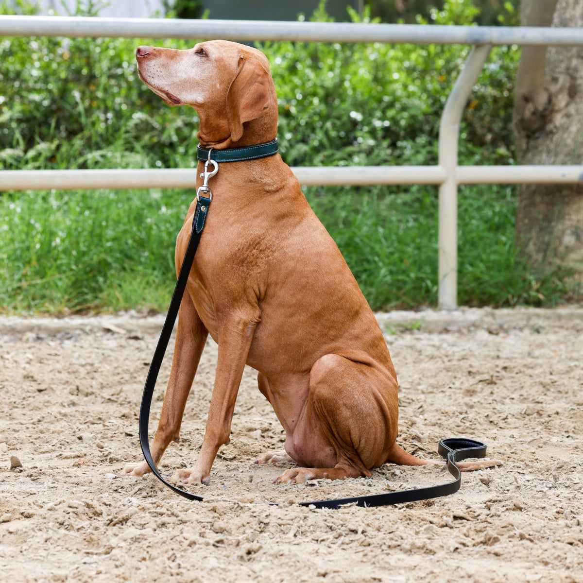 Metallic Teal Dog Collar & Leash
