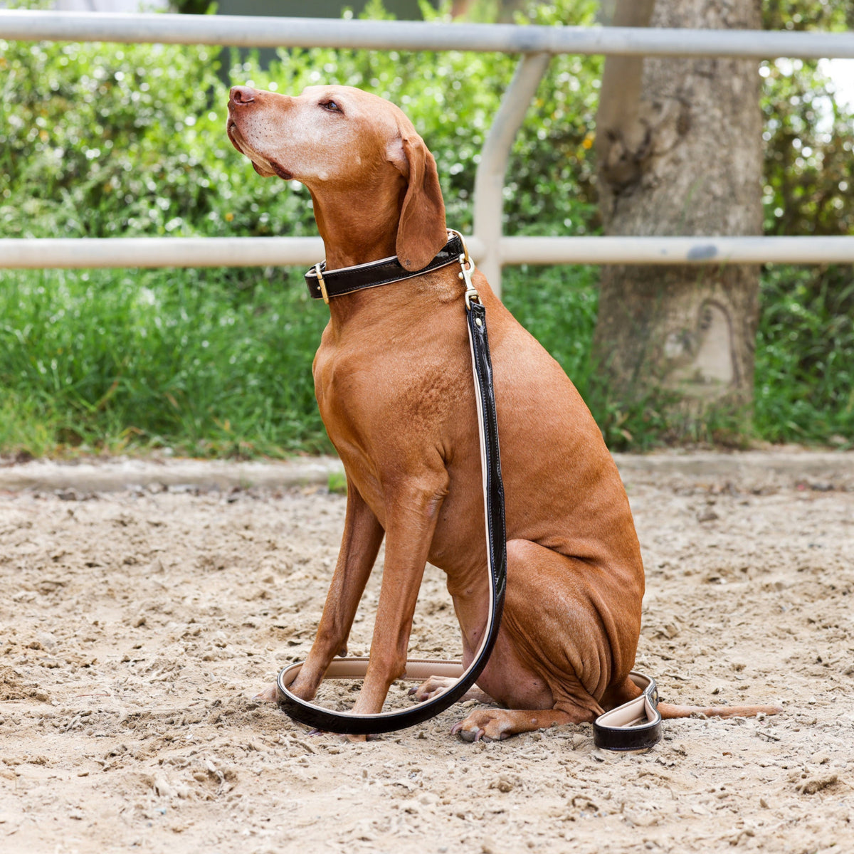 Halter Ego® Brown Patent Florence Dog Leash
