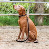 Halter Ego® Brown Patent Florence Dog Leash