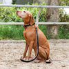 Florence Brown Patent Thea Collar & Leash