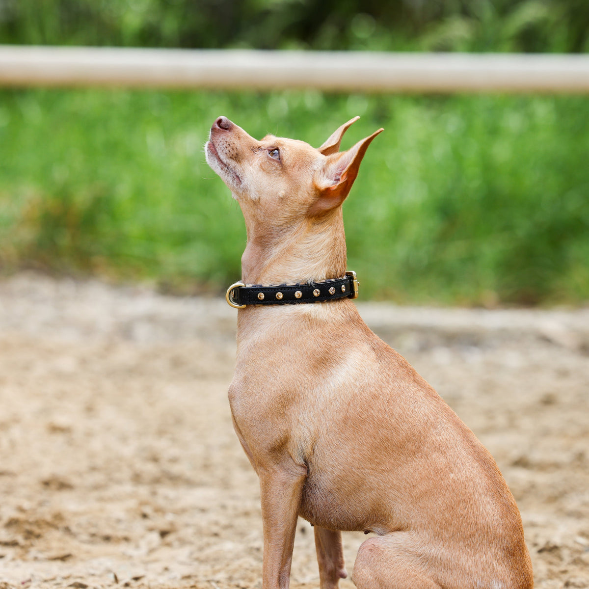 Halter Ego® Black Leather Safari Dog Collar