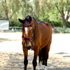 Rosewood Burgundy Snaffle Bridle