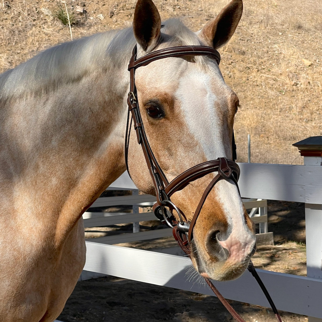 A brown leather hunter bridle on a horse, featuring brass hardware and a crank noseband.