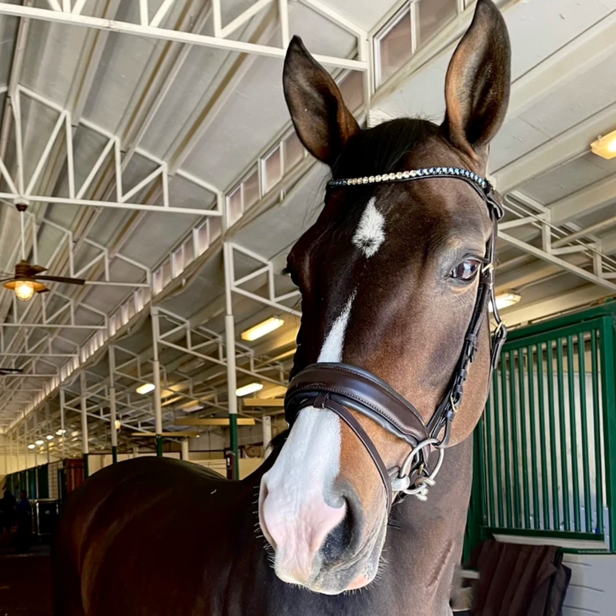 Halter Ego® Crystal Slimline Browband - Dusk To Dawn