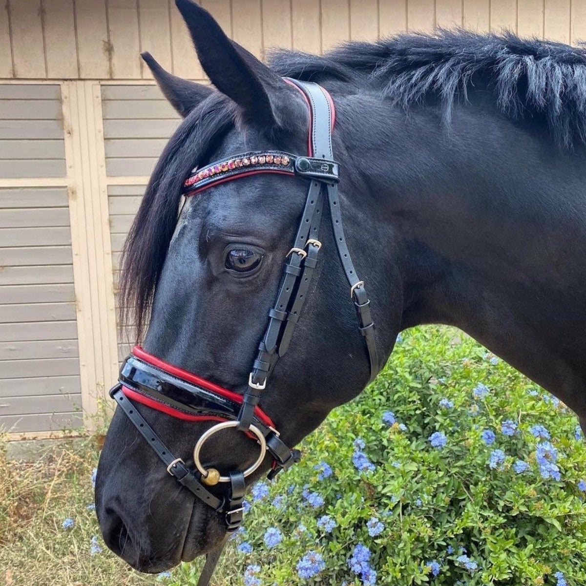 The Luci - Black Patent Snaffle Bridle with Red Padding