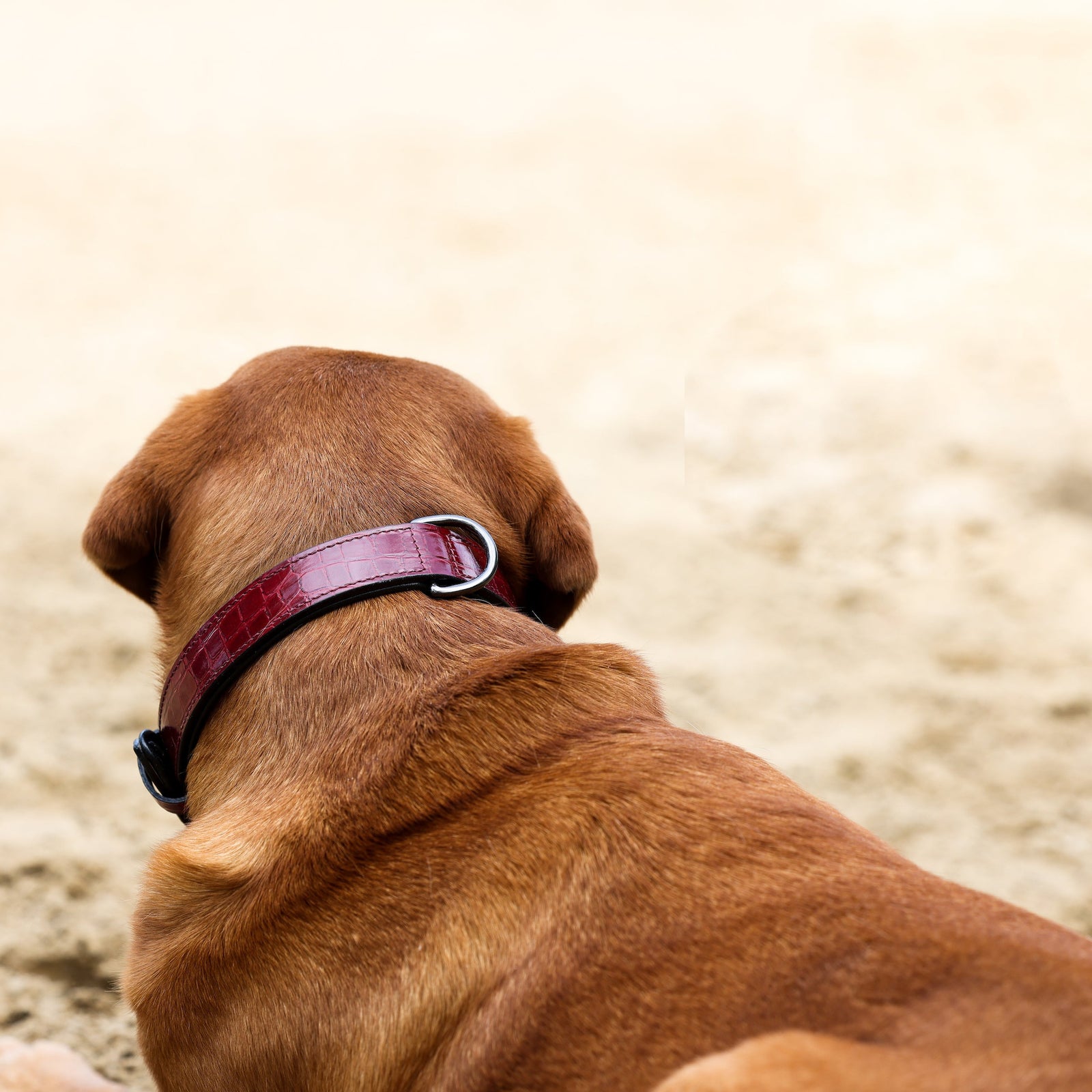 Clearance dog shop collars