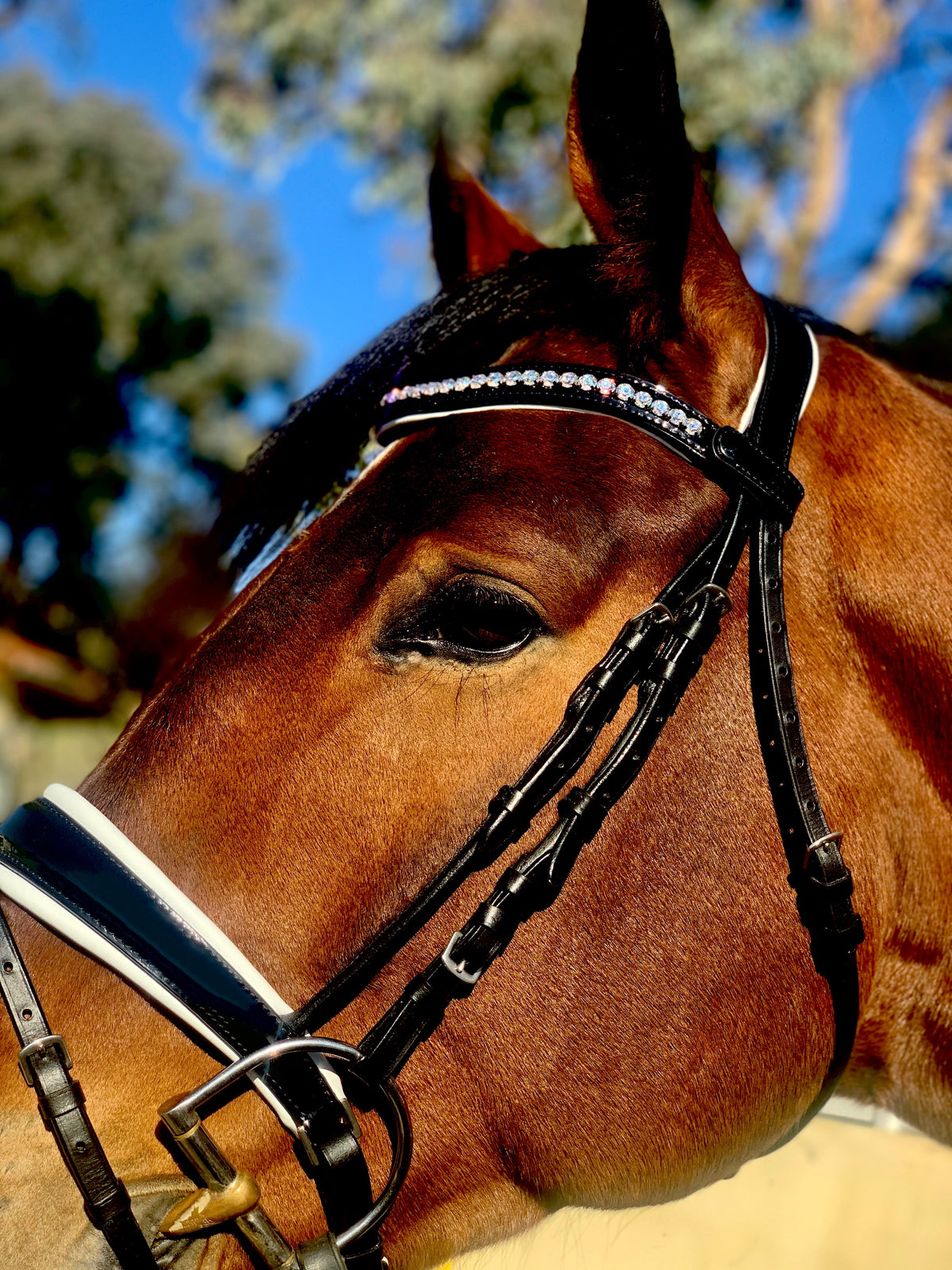 Monaco Rolled Leather Black Patent Snaffle Bridle