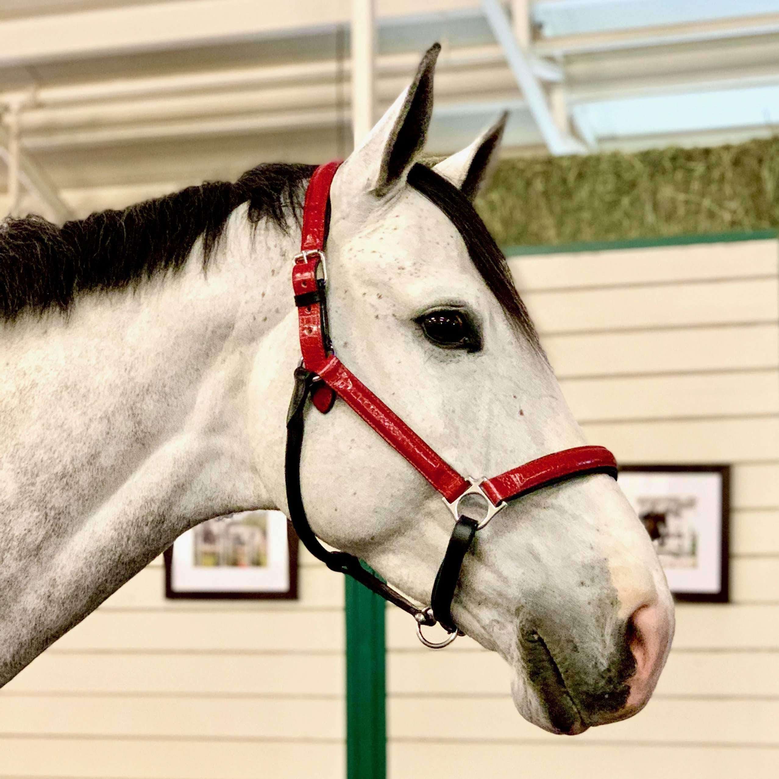 Halters For Horses | Elegant & Luxury | Halter Ego - Halter Ego®